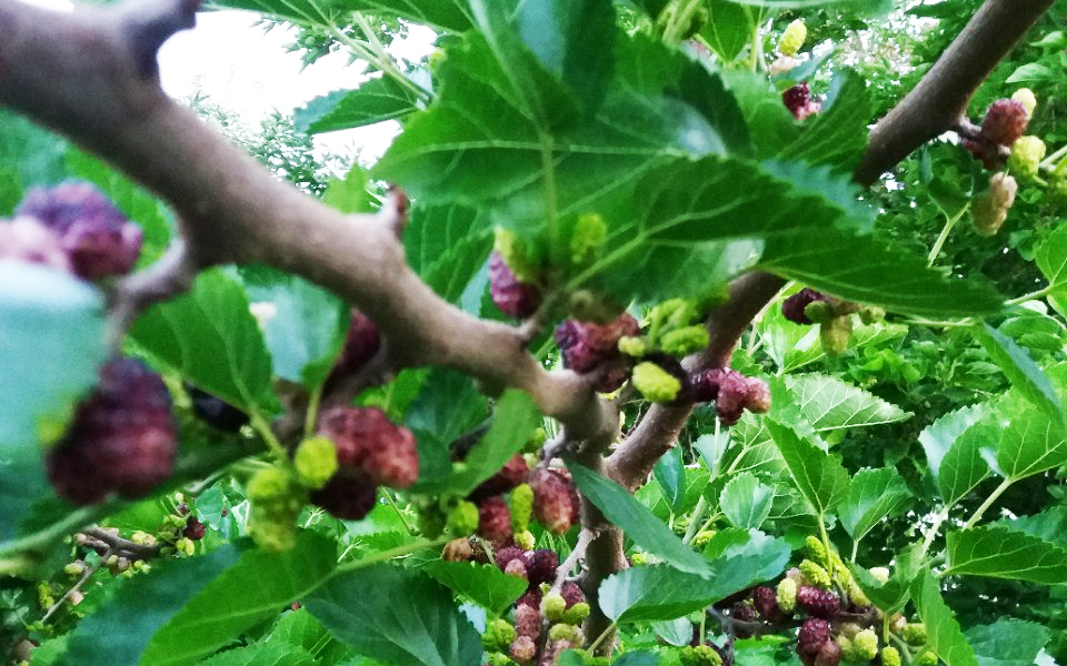 روستای بنابر قم (6)